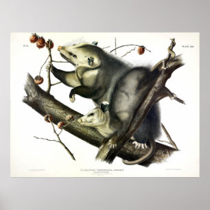 Affiche Opossum de Virginie (Didelphis Virginiana) par Aud