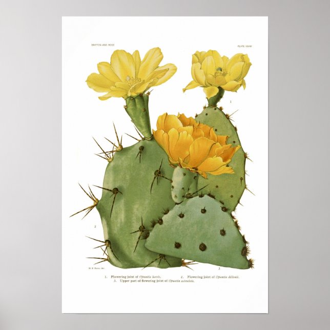 Affiche Opuntias (Devant)