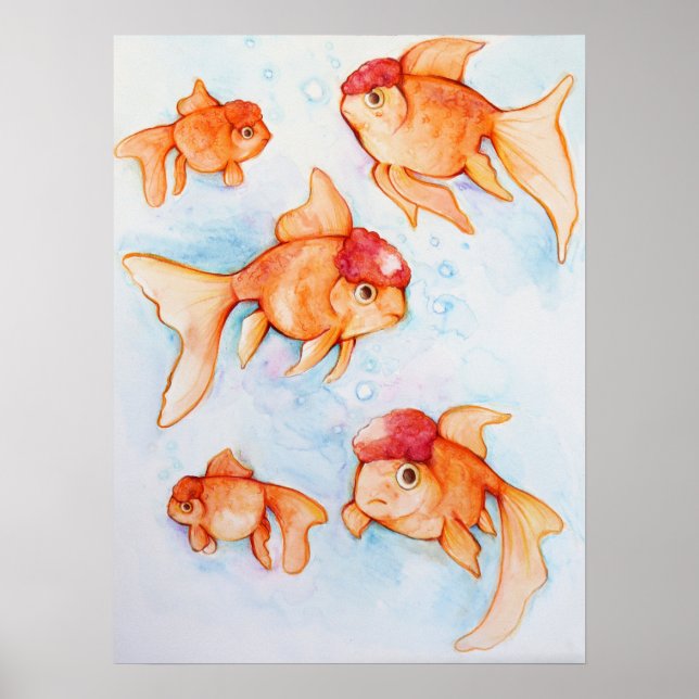 Affiche Oranda Goldfish (Devant)