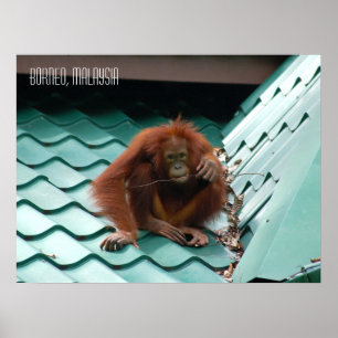 Affiche Orang-outan mignon dans la jungle de Sabah Bornéo