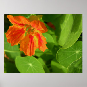 Affiche orange