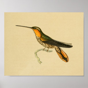 Affiche Orange 1830 d'impression de colibri de cru