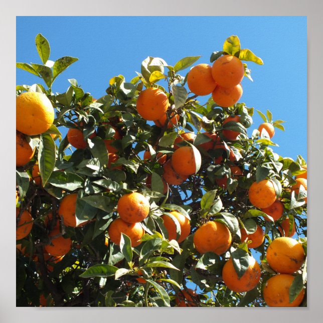 Affiche orange, agrumes, fruits, frais, tranche, nourritur (Devant)