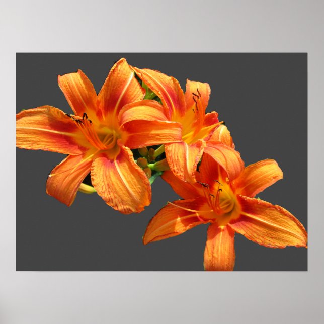 AFFICHE ORANGE ASIATIQUE LILY (Devant)