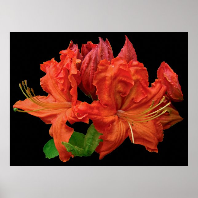 Affiche Orange Azalea Blossoms (Devant)