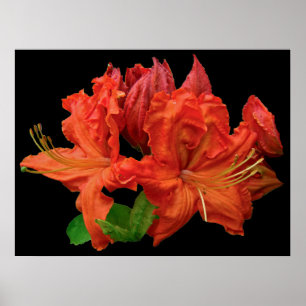 Affiche Orange Azalea en fleurs