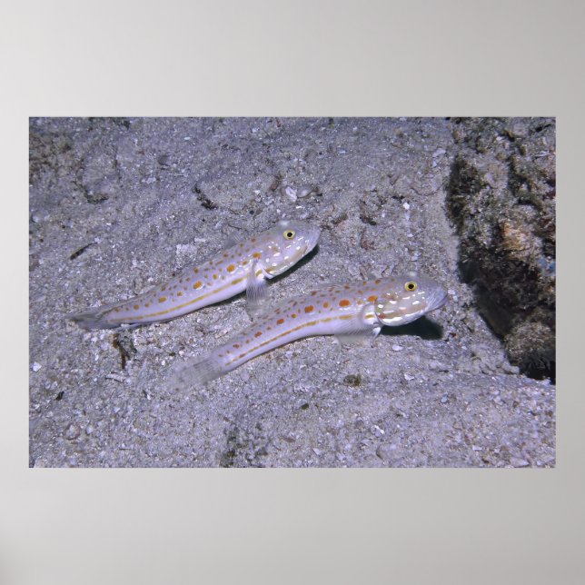 Affiche Orange Dash Goby Pair (Devant)