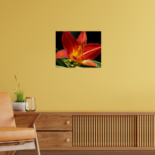 Affiche Orange Daylily Bloom Floral