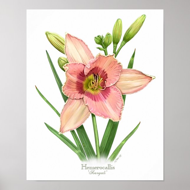 Affiche Orange Daylily Original Art Print (Devant)