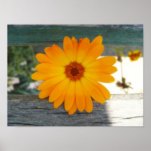 Affiche orange de fleur