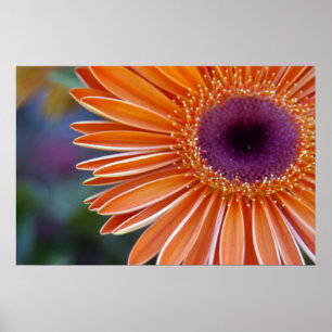 Affiche orange de marguerite de Gerbera