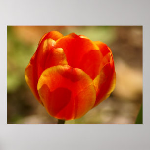 Affiche Orange de tulipe