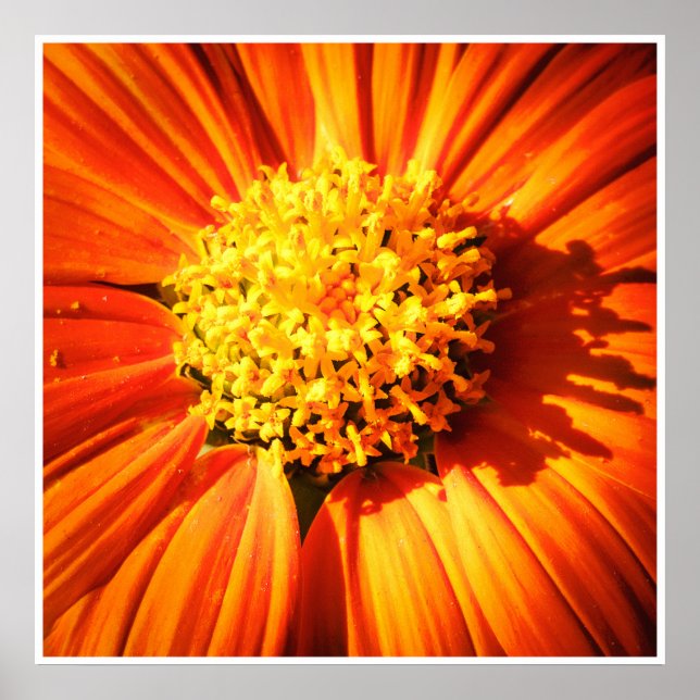 Affiche Orange Flower Macro – Vibrant Nature Photography (Devant)