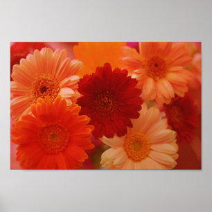 Affiche Orange Gerbera Fleurs de marguerite Mur Art Imprim