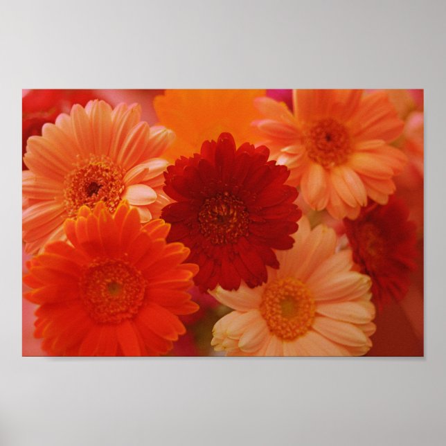 Affiche Orange Gerbera Fleurs de marguerite Mur Art Imprim (Devant)