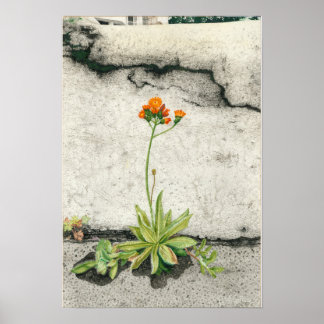 Affiche Orange Hawkweed