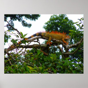 Affiche Orange Iguana