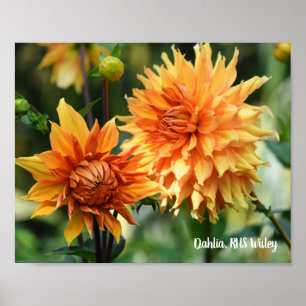 Affiche Orange & Jaune Dahlia Fleurs de Jardin RHS Wisley