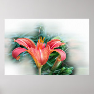 Affiche orange lily