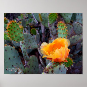 Affiche Orange opuntia poire cactus fleur photo