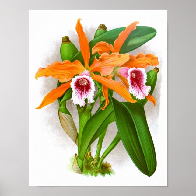 Affiche Orange Orchid Flowers no. 10 Wall Art Imprimer (Devant)