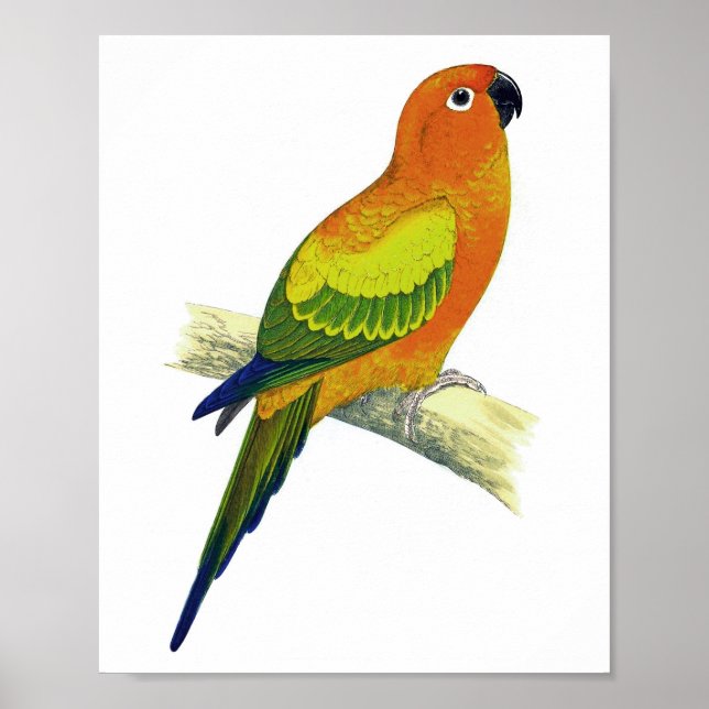Affiche Orange Parrot No.10 Antique Bird Imprimer (Devant)