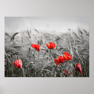Affiche Orange Poppy Flower Field Minimaliste Photographie