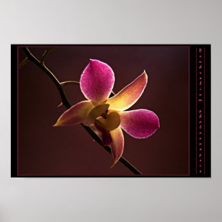 Affiche Orange-Red Orchid