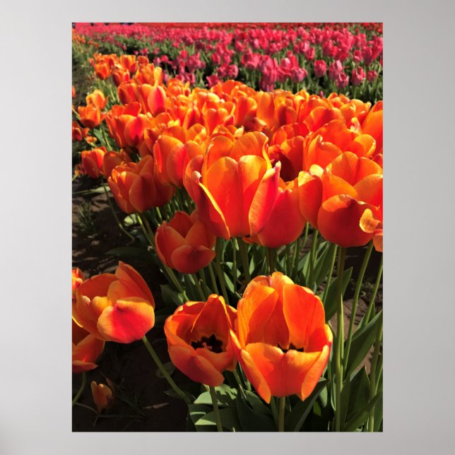 Affiche Orange & Red Tulips (Devant)