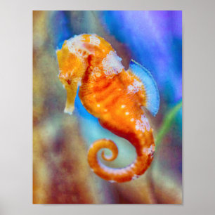 Affiche Orange Seahorse délice