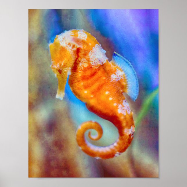 Affiche Orange Seahorse délice (Devant)