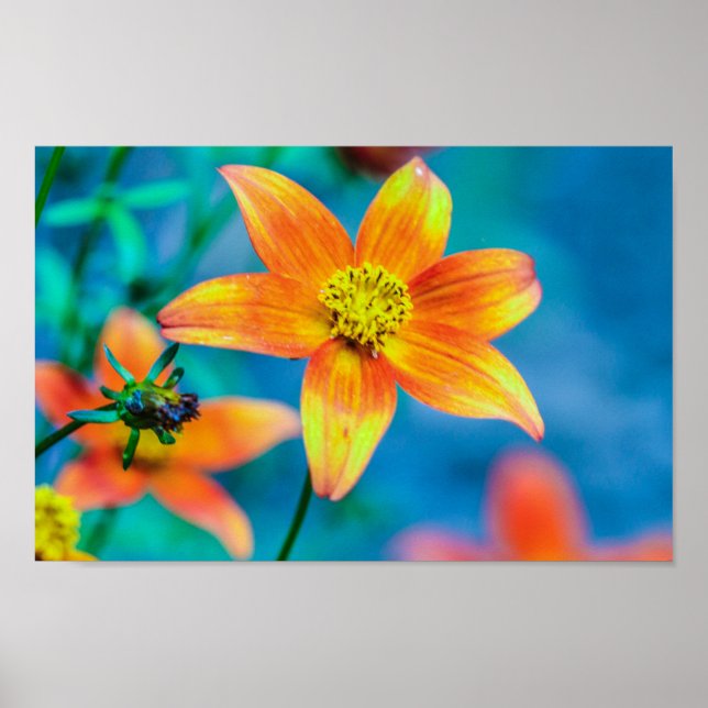 Affiche Orange Star Flower (Devant)
