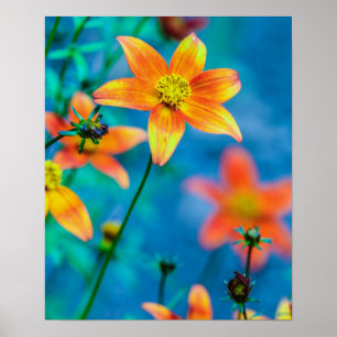 Affiche Orange Star Flower