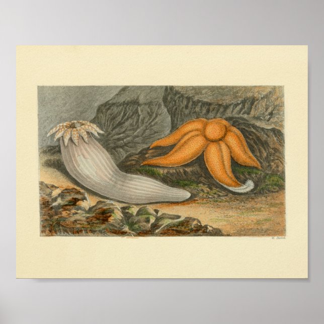 Affiche Orange Starfish Marine Life Art Print (Devant)