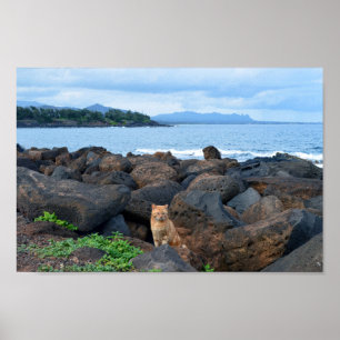 Affiche Orange Tabby Cat, Kauai, Hawaii