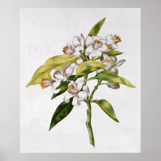 Affiche Orange tree flower, from 'La Guirlande de Julie'