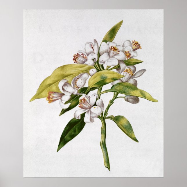 Affiche Orange tree flower, from 'La Guirlande de Julie' (Devant)