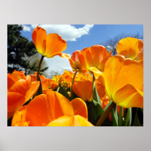 Affiche Orange Tulip Reaching for the Sky