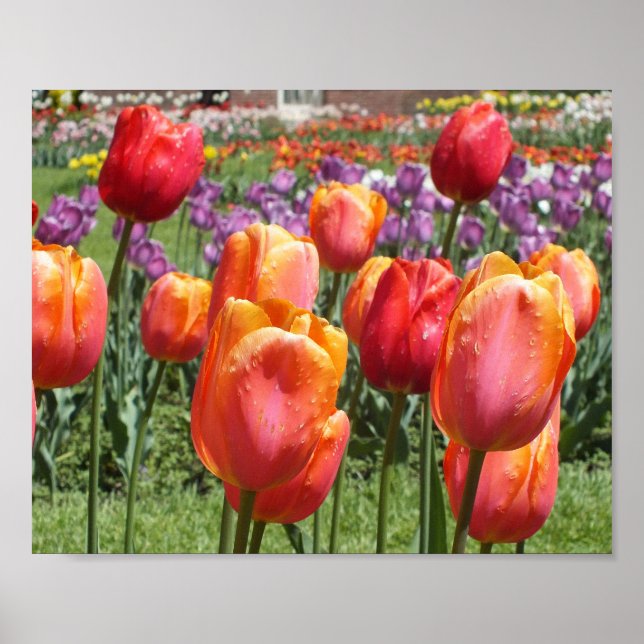 Affiche Orange Tulips, Elizabeth Park Gardens Hartford CT (Devant)