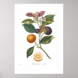 Affiche Orange, Violette de Bigarrade