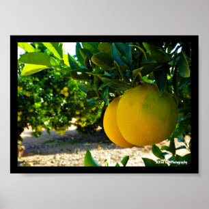 Affiche Oranges dans la orangeraie de Valence