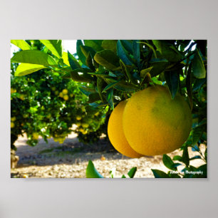 Affiche Oranges dans la orangeraie de Valence