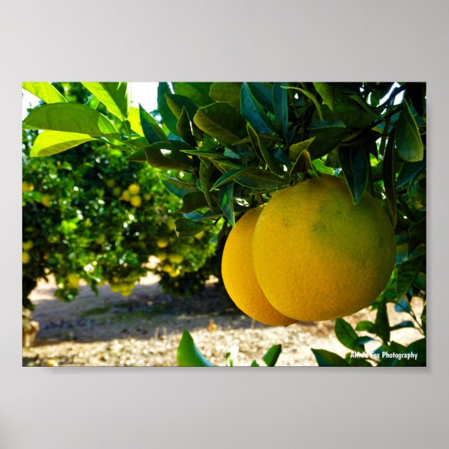 Affiche Oranges dans la orangeraie de Valence (Devant)