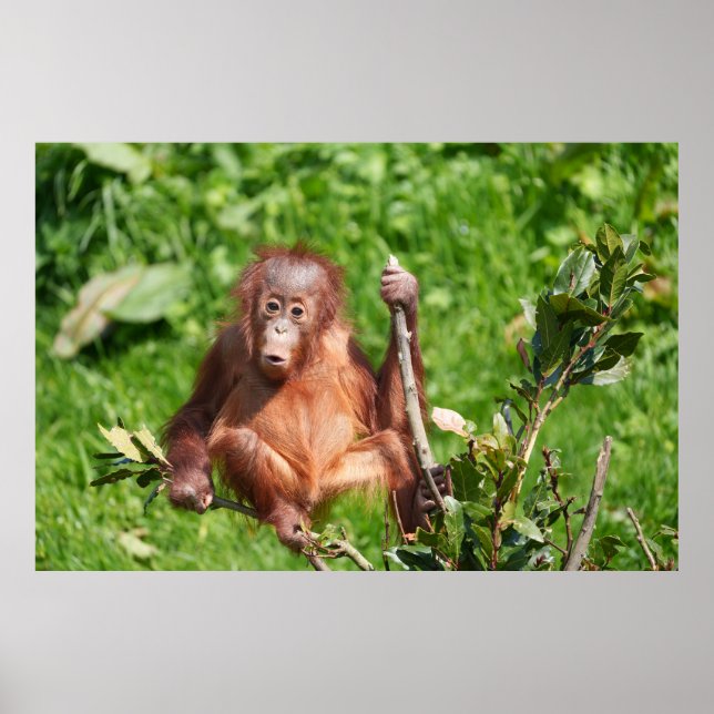 Affiche Orangoutan Baby's Hoots (Devant)