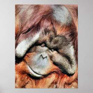 AFFICHE ORANGUTAN