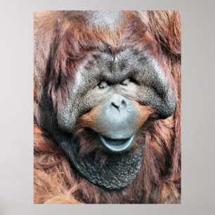 AFFICHE ORANGUTAN