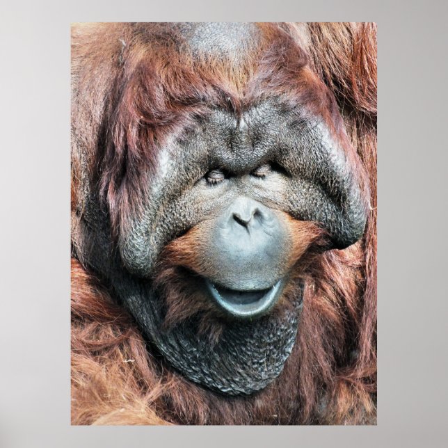 AFFICHE ORANGUTAN (Devant)