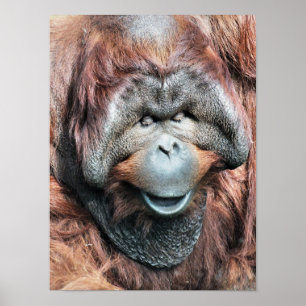 AFFICHE ORANGUTAN