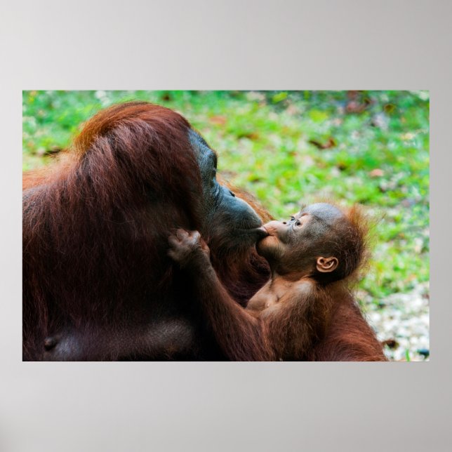 Affiche Orangutan Mother with Baby (Devant)