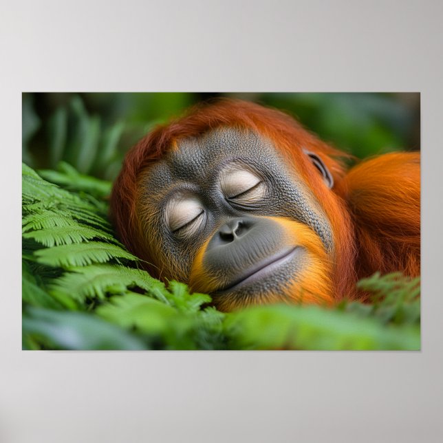 Affiche Orangutan Wild Animal Relaxing Portrait  (Devant)